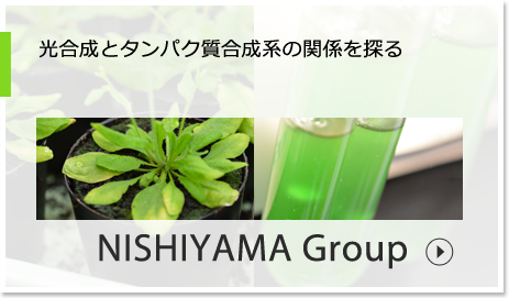 光合成とタンパク質合成系の関係を探る NISHIYAMA Group