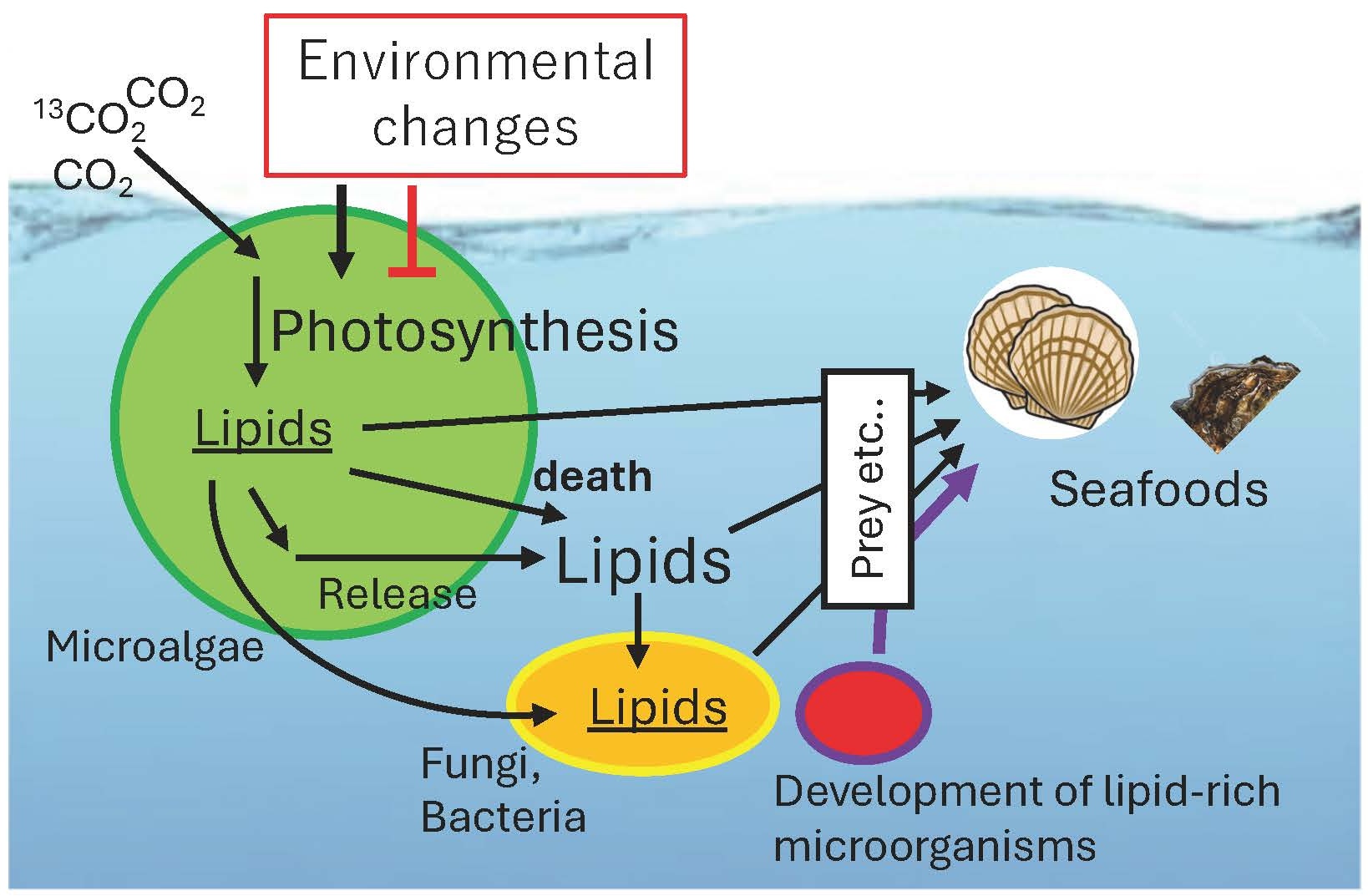 海洋生態系における脂質分子の移行 
