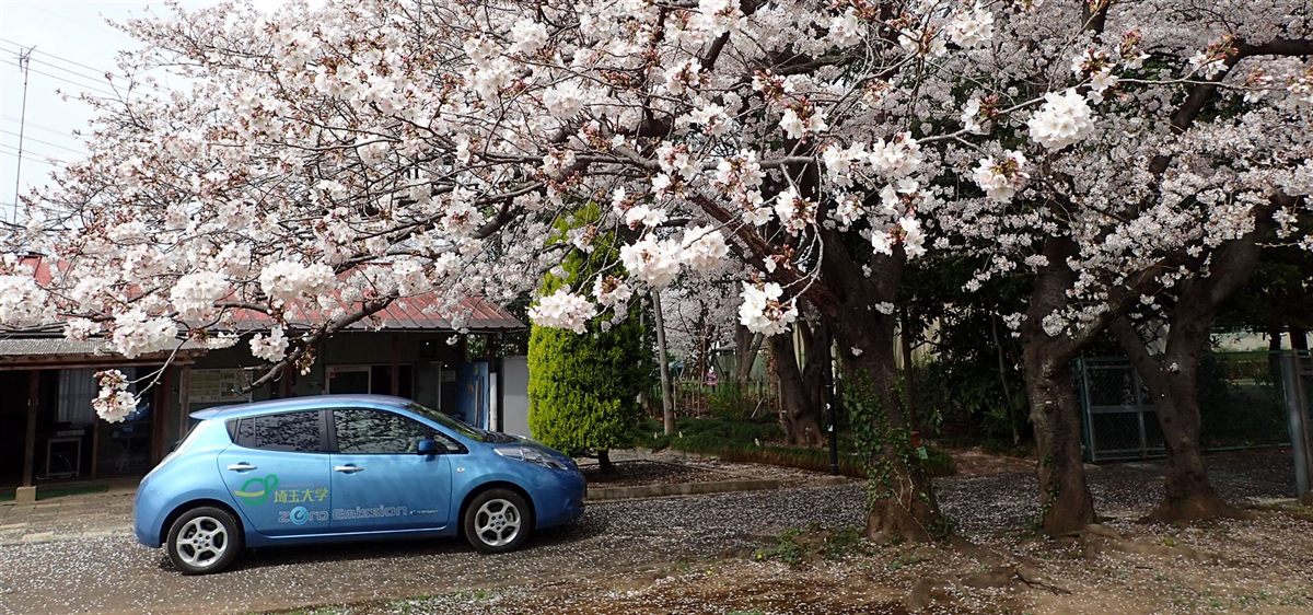 大久保農場の桜並木