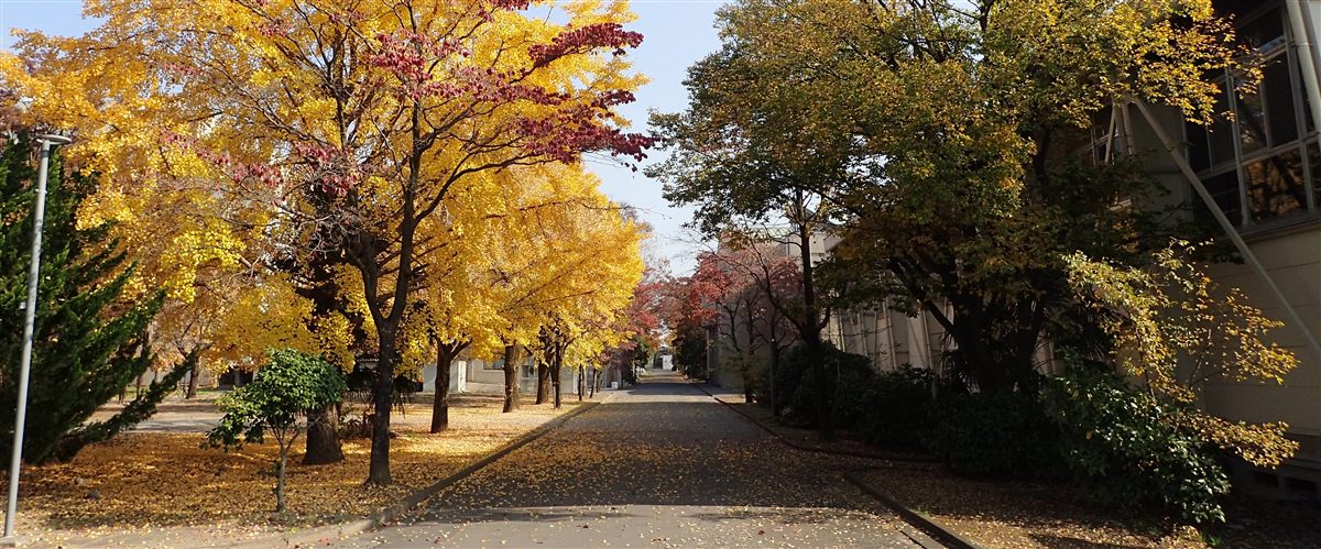埼玉大学西門のイチョウ並木