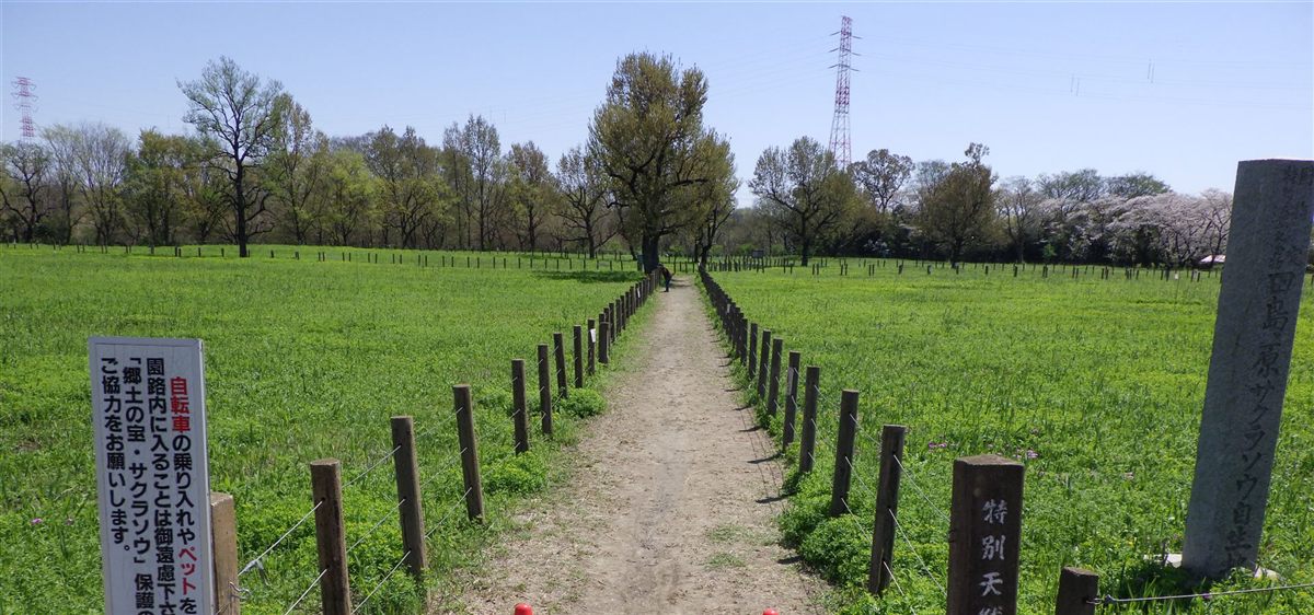 田島ケ原サクラソウ自生地（特別天然記念物）