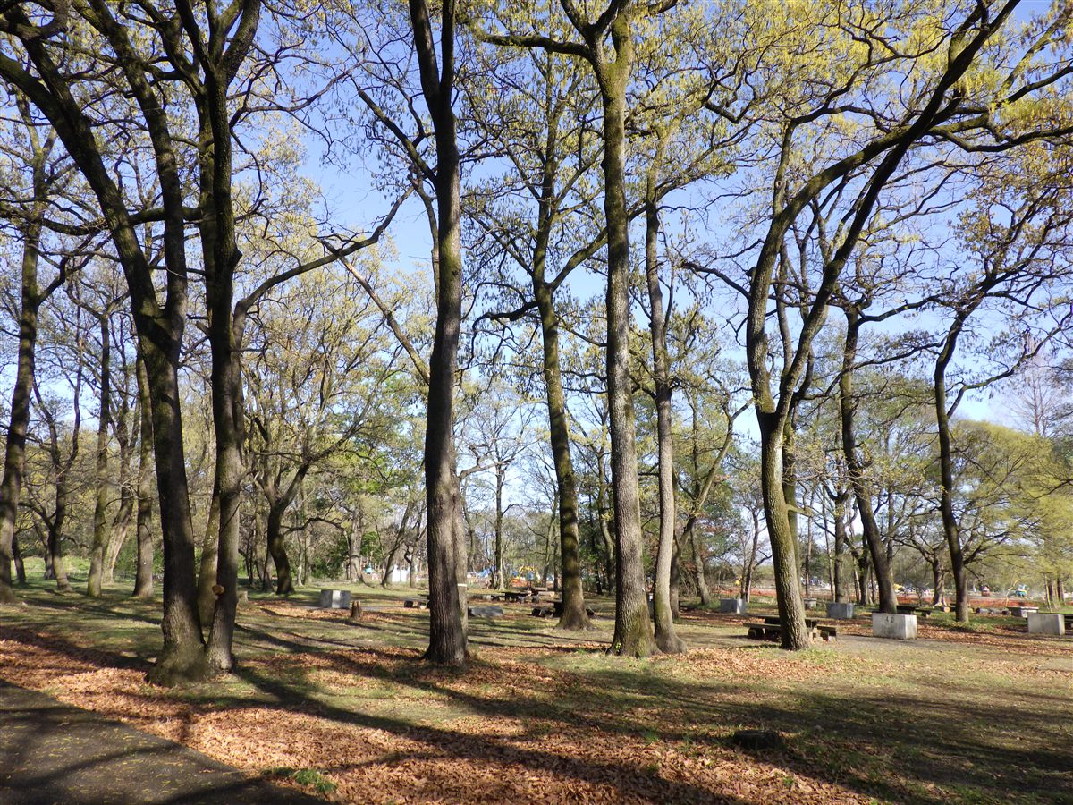 秋ヶ瀬公園ハンノキ林の全景（2026年4月）