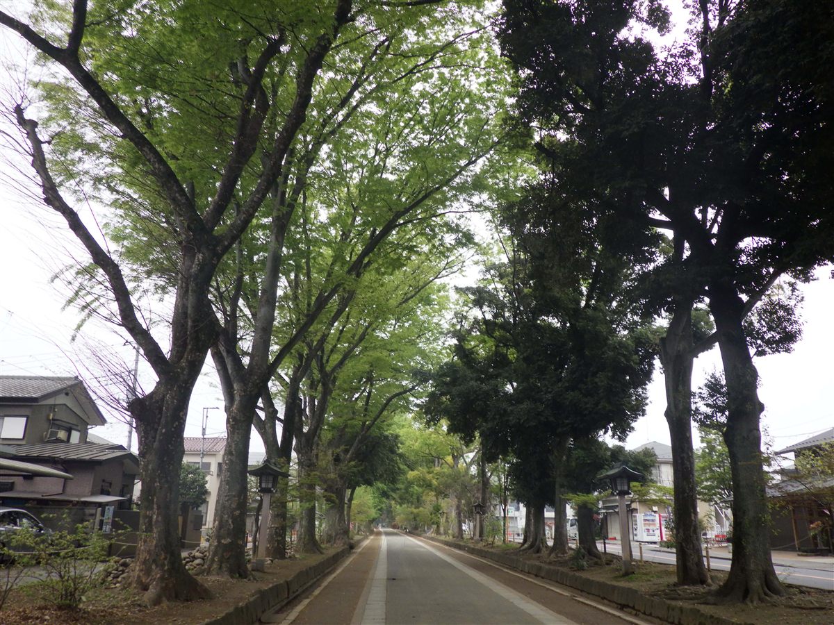 氷川神社参道の新緑（2026年4月）