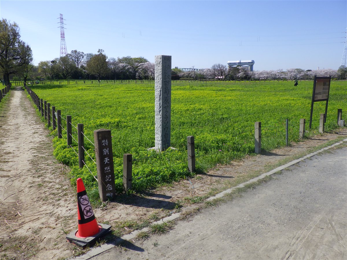 サクラソウの群生（田島ケ原，2025年4月）