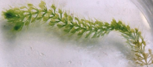 食虫植物 ムジナモ(巨椋池系統)10本 長さ10cm程度の株 食虫植物 ムジナモ(巨椋池系統)10本 長さ10cm程度の株 食