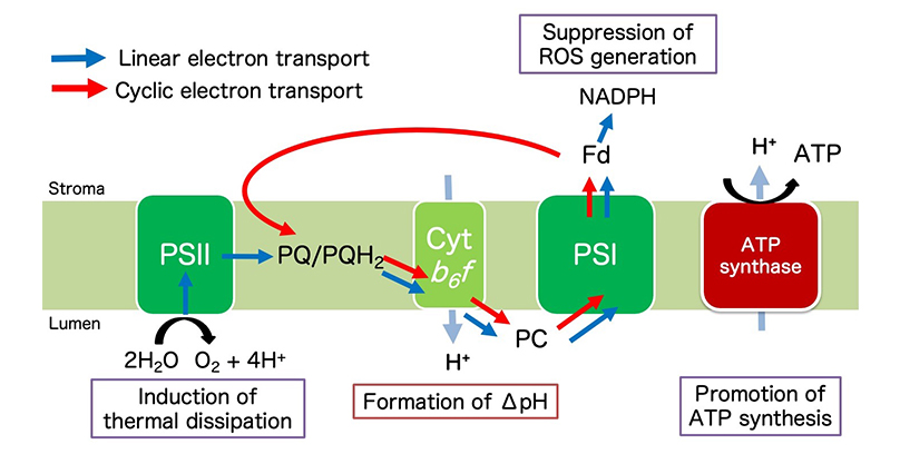 Nishiyama Laboratory | RESEARCH